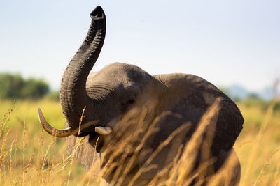 Close-up of elephant