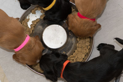 High angle view of puppy sticking out tongue