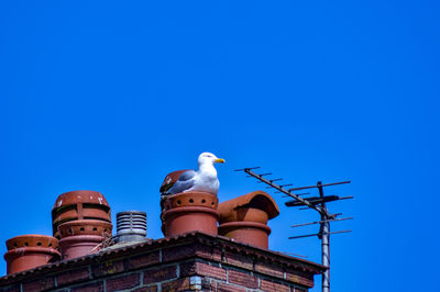 Low angle view of seagull perching on building against sky