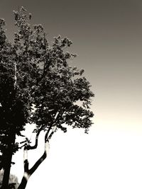 Low angle view of tree against clear sky