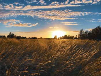 Scenic view of field against sky during sunset