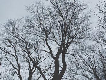 Low angle view of bare trees against sky