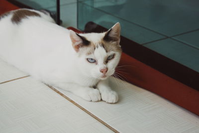 High angle view of cat relaxing on floor at home