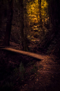 Trees in forest