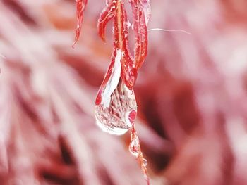 Close-up of wet red flower