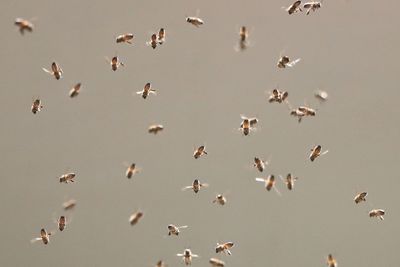 Birds flying over white background