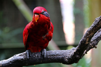 Red parrot with colourful feathers on a branch