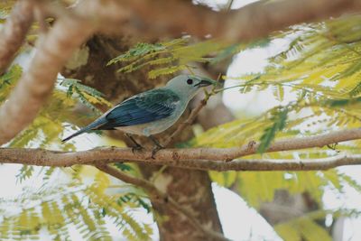 Low angle view of bird perching on branch