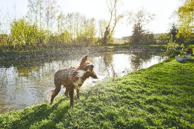 Dog splashing on field by lake