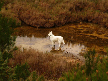 White shepherd standing on wet field