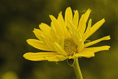 Close-up of yellow flower