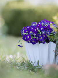 Close-up of purple flowering plant on field