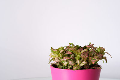 Close-up of potted plant against white background