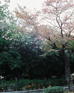 Flowers growing on tree