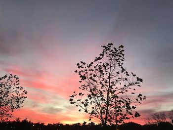 Close-up of silhouette tree against sky at sunset