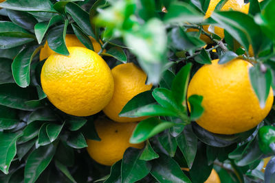 Close-up of oranges on tree