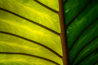 Full frame shot of palm leaves