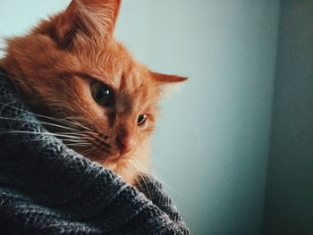 Close-up of a relaxed cat looking away