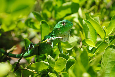 Close-up of green lizard