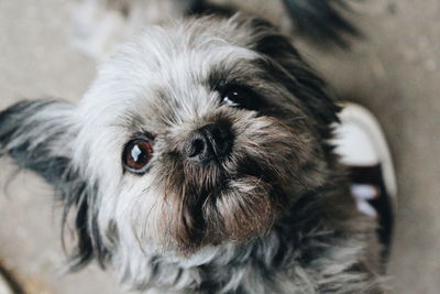 Close-up portrait of dog