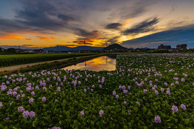 Nara prefecture water hyacinth