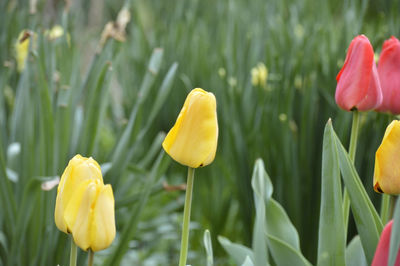 Close-up of tulips blooming in field