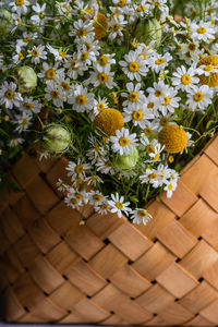 High angle view of daisy flowers in basket