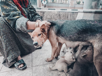 Low section of woman petting dog on street