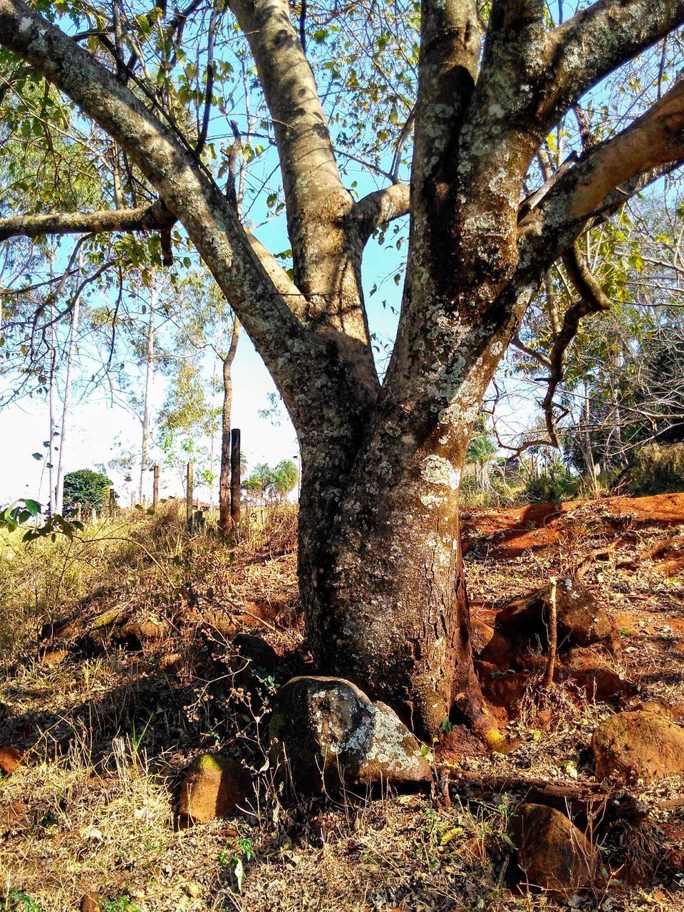 VIEW OF TREE TRUNK IN FIELD