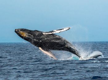 Humpback whale jumping out from water against clear sky in sea