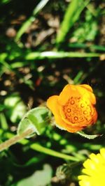 Close-up of yellow flower blooming outdoors