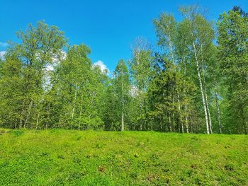 Trees in forest