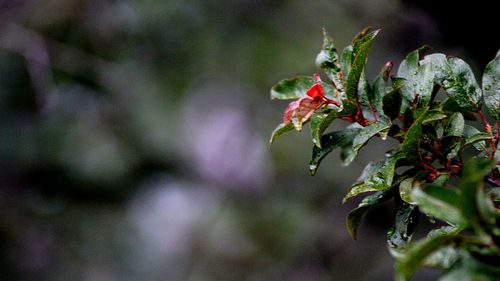 Close-up of red flowers