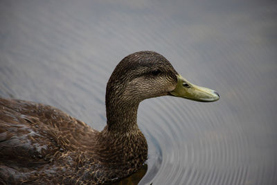 Close-up of duck swimming in lake