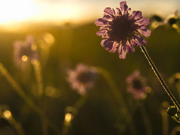 Close-up of flower blooming outdoors