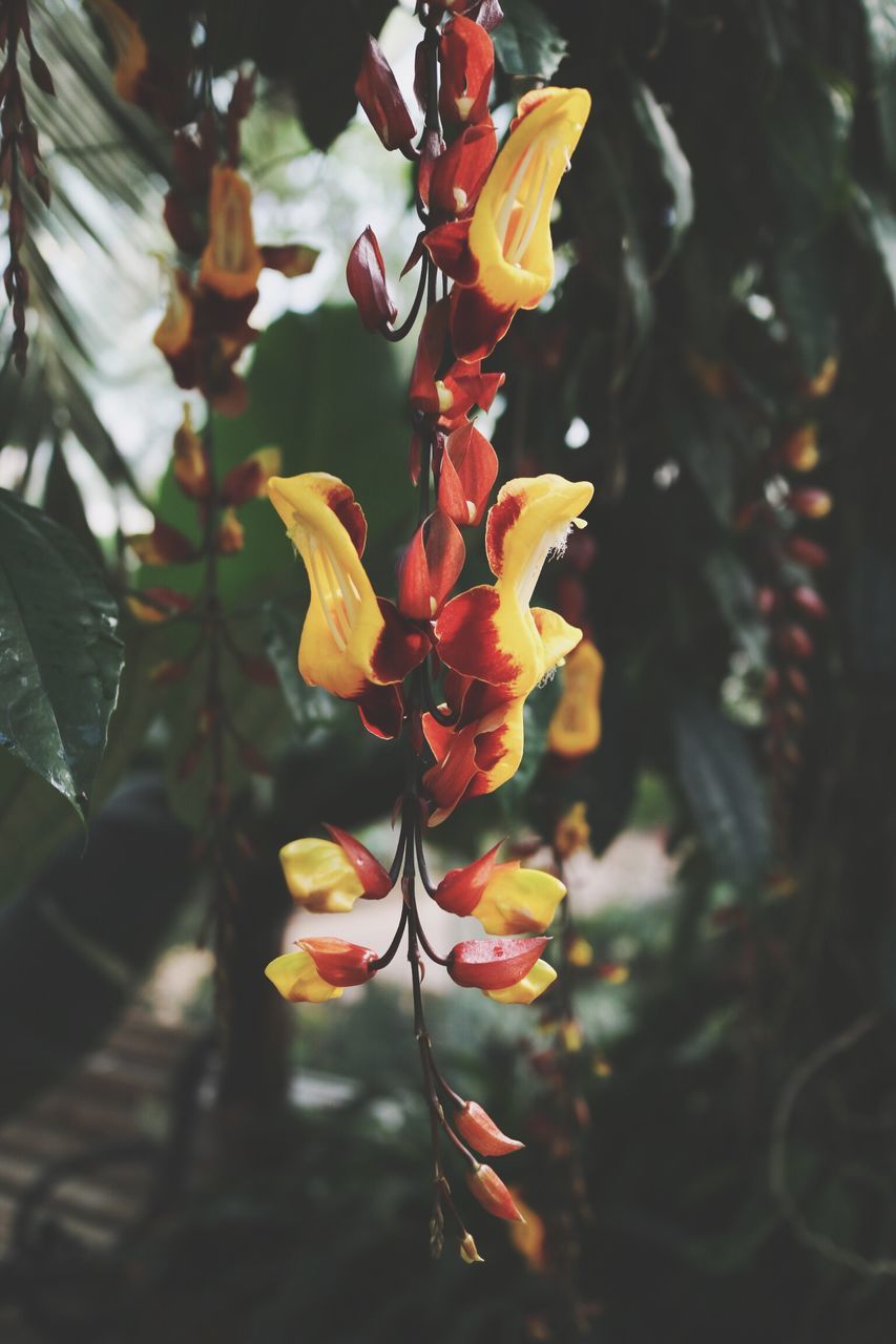 flower, growth, beauty in nature, nature, plant, freshness, petal, fragility, outdoors, day, no people, blooming, close-up, tree, flower head