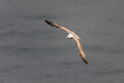 Close-up of bird flying