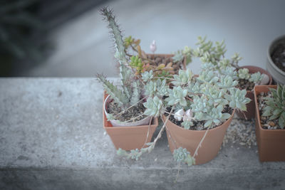 High angle view of potted plants