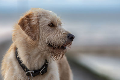 Close-up of dog looking away