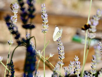 Close-up of purple flowering plants on field