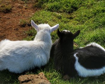 Sheep on field