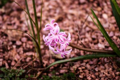 Close-up of pink flowers blooming outdoors