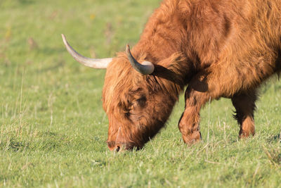 Scottish highlander in a field