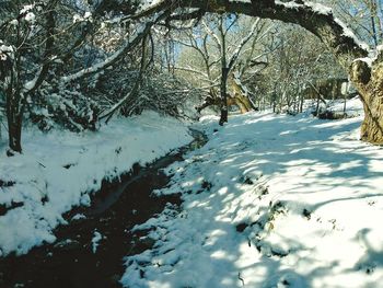 Snow covered land and trees