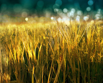 Wheat growing on field