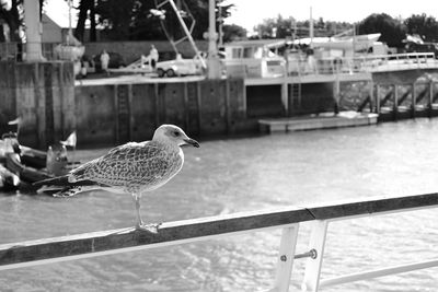 Close-up of seagull perching on retaining wall by sea