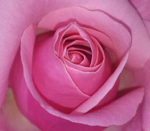 Close-up of pink rose blooming outdoors