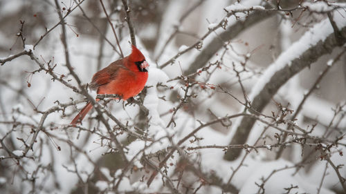 Bird perching on branch during winter