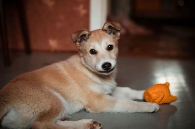 Portrait of dog sitting on floor at home