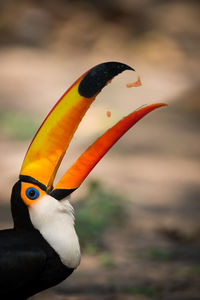 Close-up of toucan eating